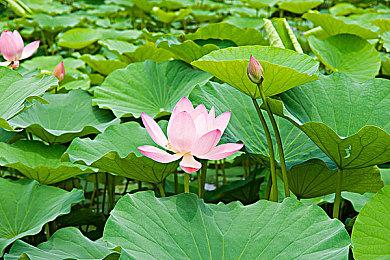 《尼克儿童频道全明星大乱斗》海绵宝宝出招演示 今年秋季正式上线